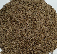 Caraway Seeds